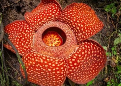 65e41b9b8a4547eec8b9be6117e6d465