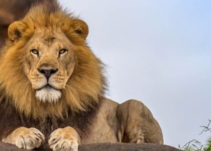 Aa79264f49aae4d4b2d77f0abdeb16fc