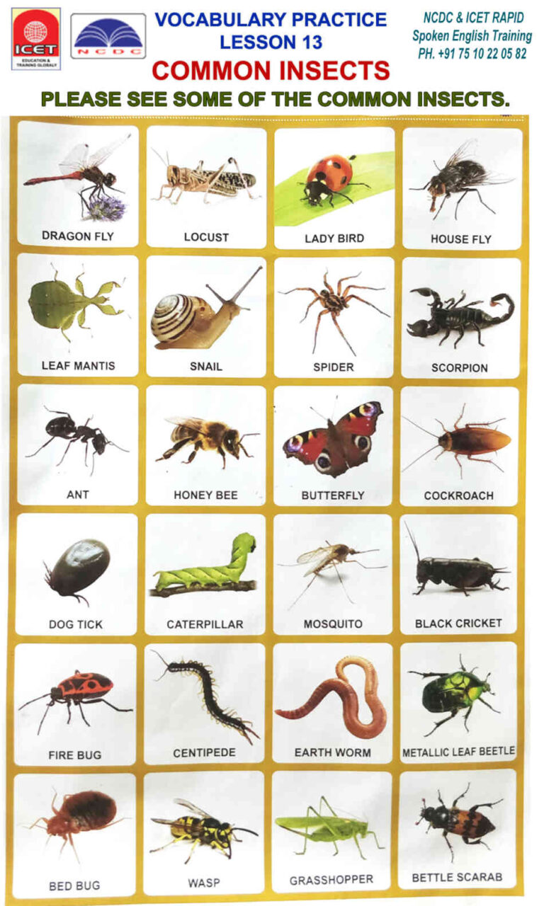 SPOKEN ENGLISH VOCABULARY CHART LESSON 13: COMMON INSECTS - National ...